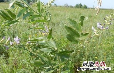 甘草的养殖方法和注意事项 甘草的养殖方法和注意事项有哪些