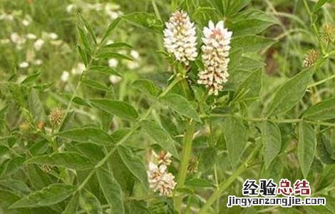 甘草的养殖方法和注意事项 甘草的养殖方法和注意事项有哪些
