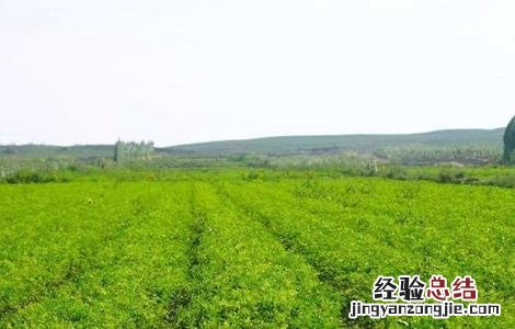 甘草的养殖方法和注意事项 甘草的养殖方法和注意事项有哪些