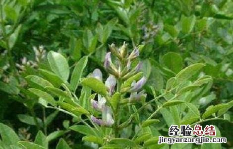 甘草的养殖方法和注意事项 甘草的养殖方法和注意事项有哪些