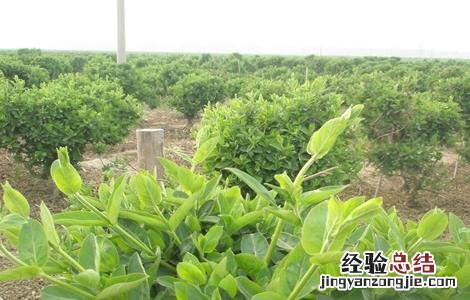 金银花怎样修剪? 金银花怎样修剪