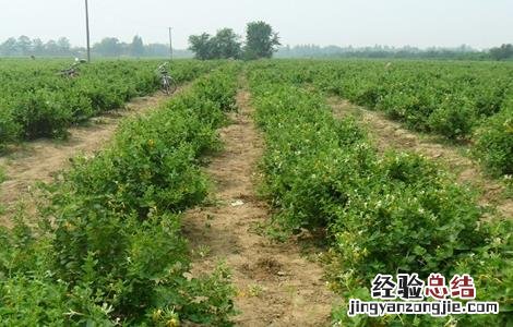 金银花怎样修剪? 金银花怎样修剪