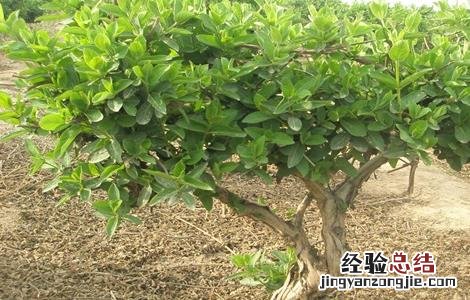 金银花怎样修剪? 金银花怎样修剪