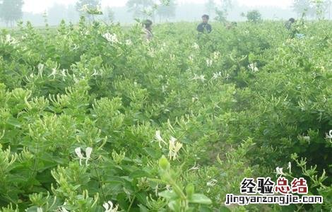 金银花怎样修剪? 金银花怎样修剪