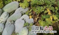 节瓜是什么季节的 节瓜的季节介绍