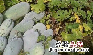 节瓜是什么季节的 节瓜的季节介绍
