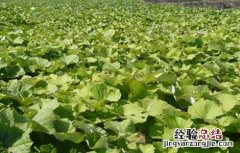 款冬花种植的注意事项 款冬花的种植方法