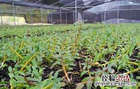 铁皮石斛种植技术 铁皮石斛种植技术和管理怎么浇水