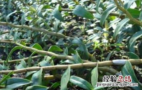 铁皮石斛种植技术 铁皮石斛种植技术和管理怎么浇水