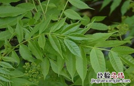 川楝子的种植方法视频 川楝子的种植方法