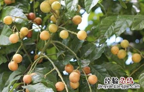 川楝子的种植方法视频 川楝子的种植方法