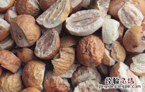 川楝子的种植方法视频 川楝子的种植方法