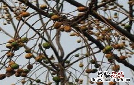 川楝子的种植方法视频 川楝子的种植方法