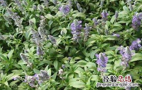 紫草的种植技术与管理 紫草的种植技术