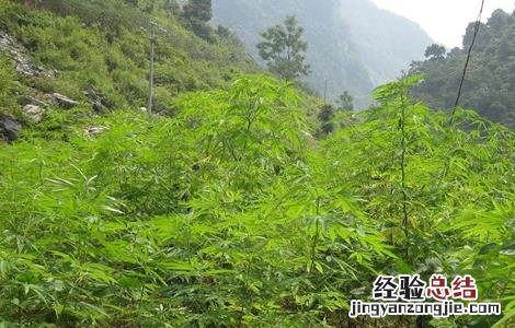 火麻仁的种植方法 火麻仁的种植方法与用量