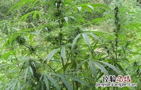 火麻仁的种植方法 火麻仁的种植方法与用量