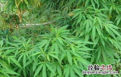 火麻仁的种植方法 火麻仁的种植方法与用量