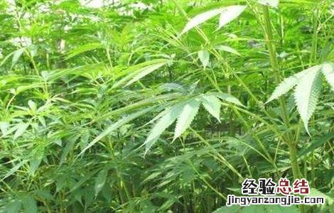 火麻仁的种植方法 火麻仁的种植方法与用量