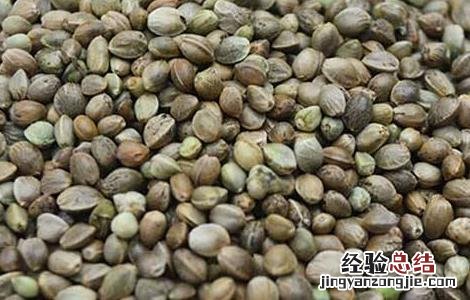 火麻仁的种植方法 火麻仁的种植方法与用量