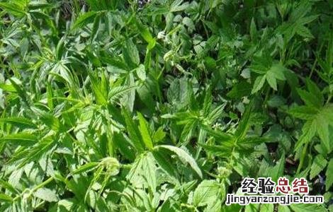 如何种植延胡索