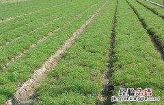 如何种植延胡索