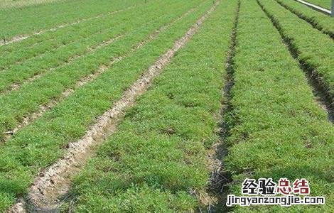 如何种植延胡索