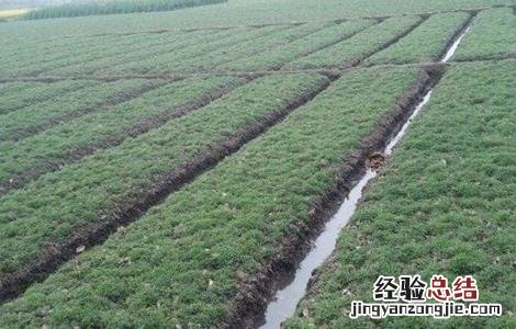 如何种植延胡索