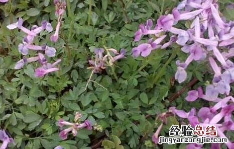 如何种植延胡索