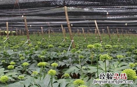 冬季三七种植管理技术要点 冬季三七种植管理技术要点视频