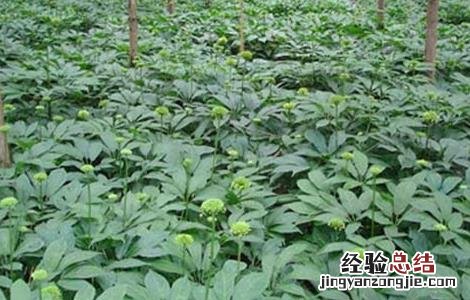 冬季三七种植管理技术要点 冬季三七种植管理技术要点视频