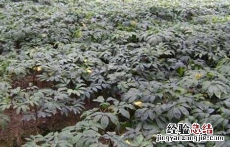 冬季三七种植管理技术要点 冬季三七种植管理技术要点视频