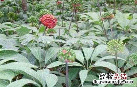 冬季三七种植管理技术要点 冬季三七种植管理技术要点视频
