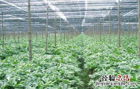 冬季三七种植管理技术要点 冬季三七种植管理技术要点视频