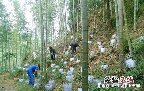 三叶青怎么种植才有果 三叶青怎么种植