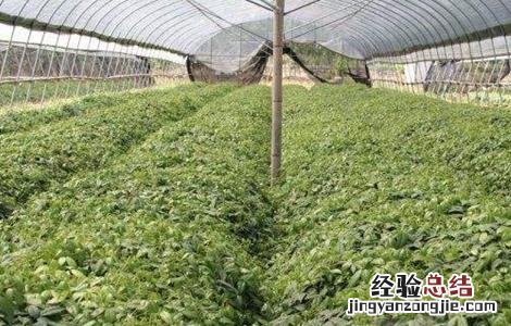三叶青怎么种植才有果 三叶青怎么种植