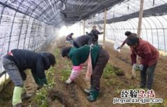 三叶青怎么种植才有果 三叶青怎么种植