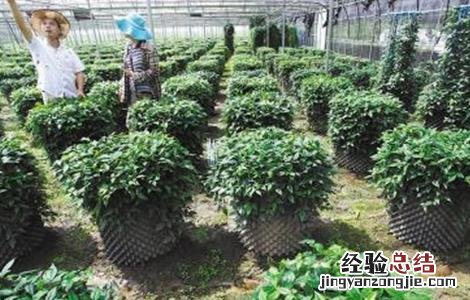 三叶青怎么种植才有果 三叶青怎么种植