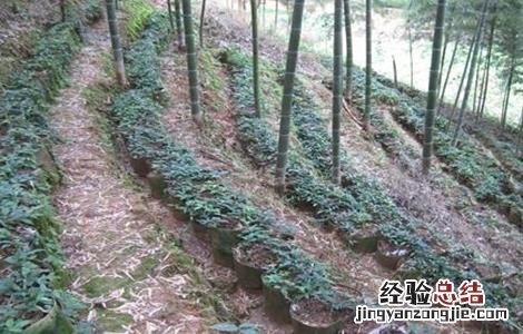 三叶青怎么种植才有果 三叶青怎么种植