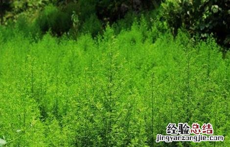 青蒿的栽培技术 青蒿的栽培技术和管理
