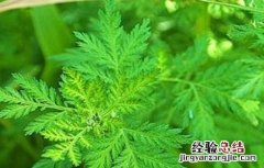 青蒿的栽培技术 青蒿的栽培技术和管理