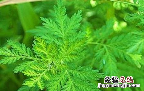 青蒿的栽培技术 青蒿的栽培技术和管理
