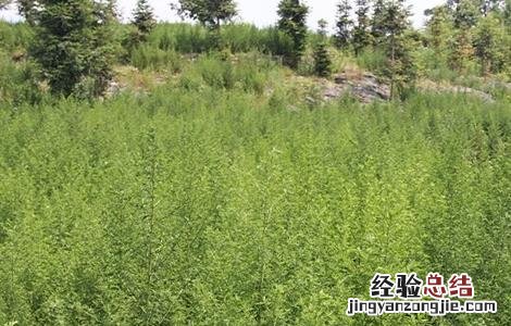 青蒿的栽培技术 青蒿的栽培技术和管理