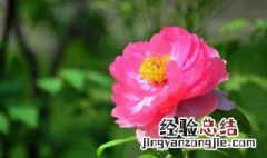 北京观赏牡丹的地方 北京什么地方赏牡丹最好最美