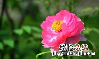 北京观赏牡丹的地方 北京什么地方赏牡丹最好最美