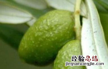 青果泡水的功效与作用是什么 青果泡水的功效与作用