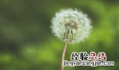 描写蒲公英的优美句子有哲理的 蒲公英唯美短句哲理