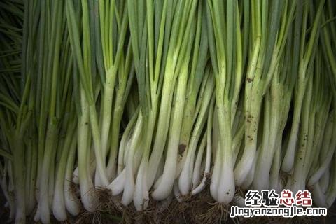 大葱与小香葱的区别 大葱小葱和香葱的区别