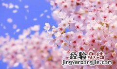 日本樱花开放时间顺序 日本樱花开放时间顺序简述