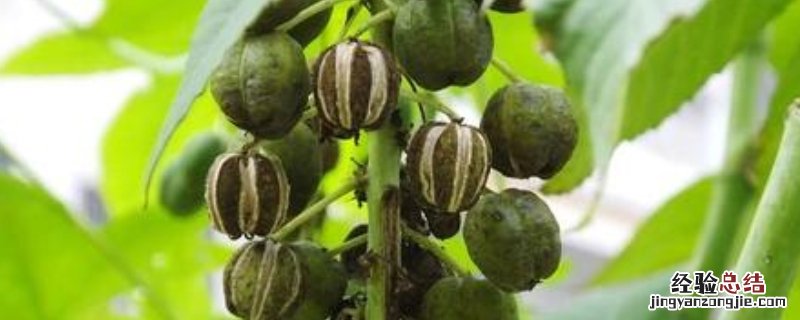 蓖麻籽多少钱一斤 蓖麻籽多少钱一斤?