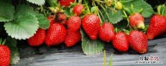 昌平草莓什么时候成熟 北方昌平草莓采摘季节是什么时候